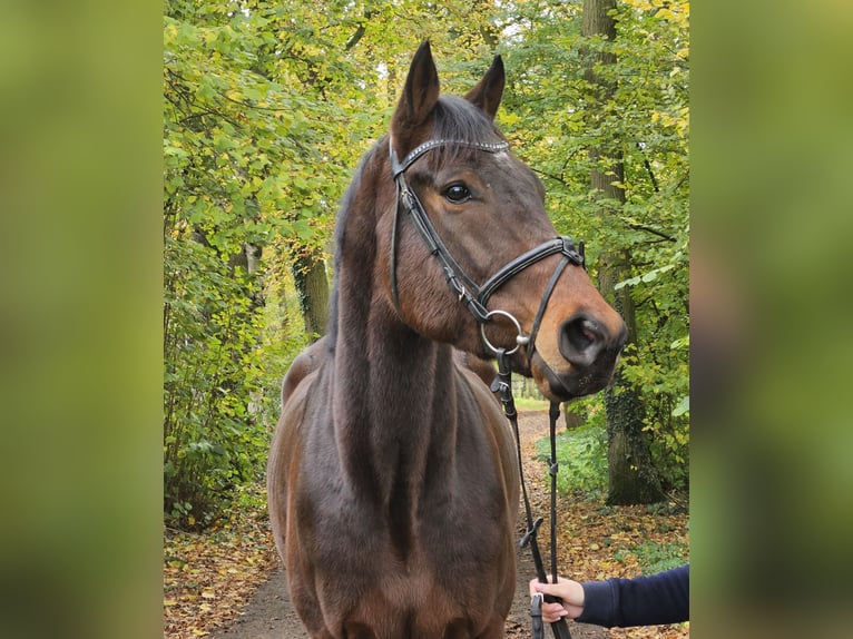 Caballo de deporte irlandés Caballo castrado 3 años 172 cm Morcillo in Nettetal