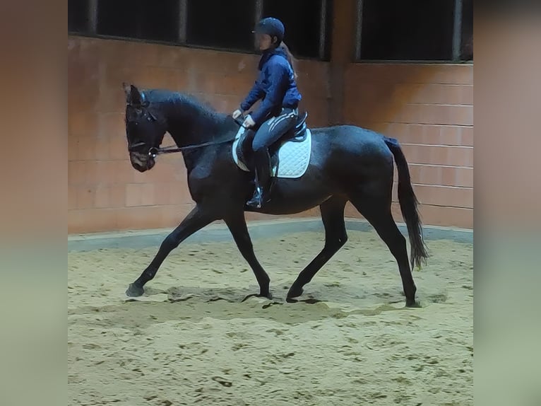 Caballo de deporte irlandés Caballo castrado 3 años 174 cm Negro in Lage