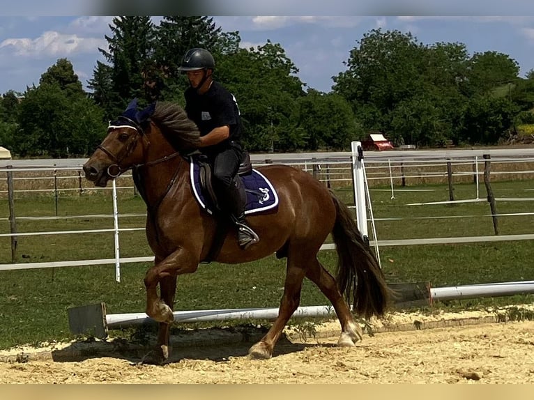 Caballo de deporte irlandés Mestizo Caballo castrado 4 años 147 cm Alazán in Thalheim an der Thur
