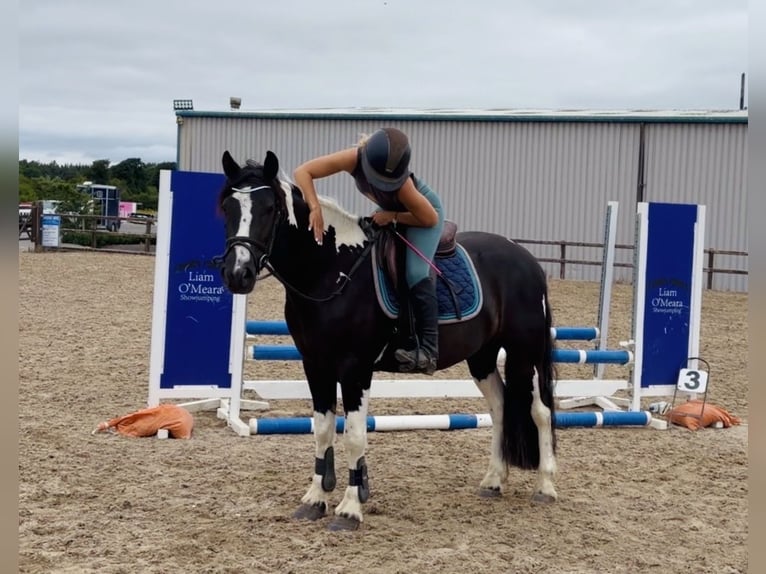 Caballo de deporte irlandés Caballo castrado 4 años 147 cm Pío in Mountrath, Co. Laois