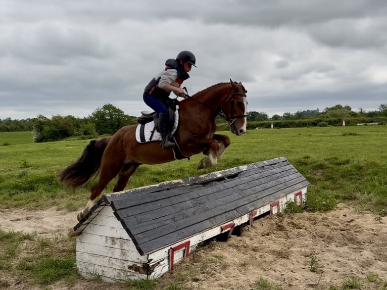 Caballo de deporte irlandés Caballo castrado 4 años 148 cm Alazán-tostado in Laois