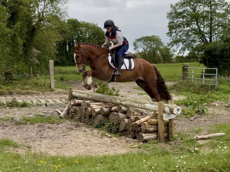 Caballo de deporte irlandés Caballo castrado 4 años 148 cm Alazán-tostado in Laois