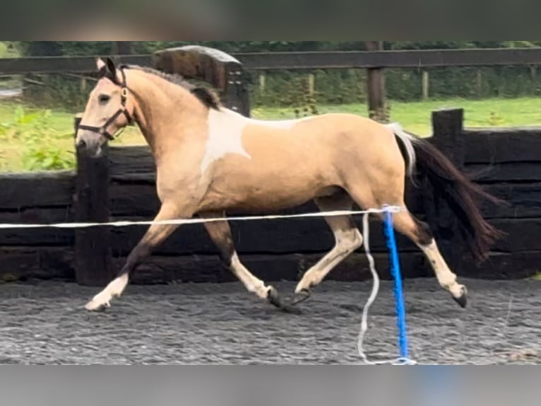 Caballo de deporte irlandés Caballo castrado 4 años 148 cm Bayo in Down