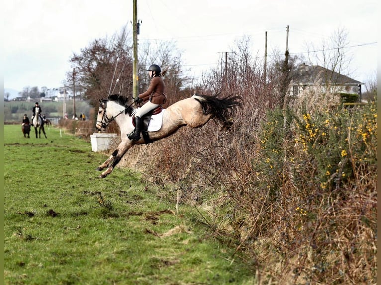 Caballo de deporte irlandés Caballo castrado 4 años 148 cm Bayo in Down