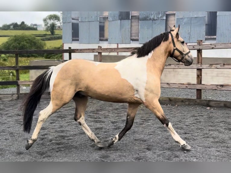 Caballo de deporte irlandés Caballo castrado 4 años 148 cm Bayo in Down