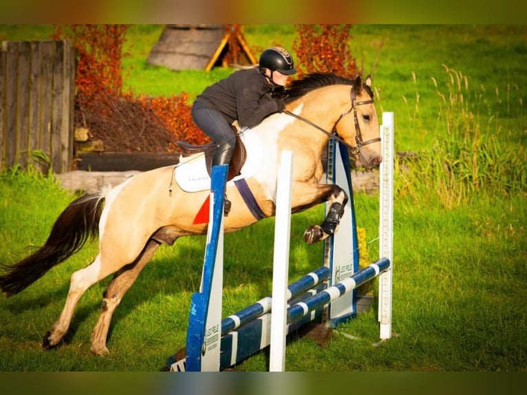 Caballo de deporte irlandés Caballo castrado 4 años 148 cm Bayo in Down