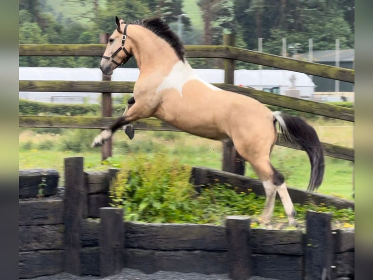 Caballo de deporte irlandés Caballo castrado 4 años 148 cm Bayo in Down