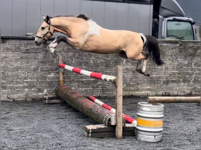 Caballo de deporte irlandés Caballo castrado 4 años 148 cm Bayo in Down