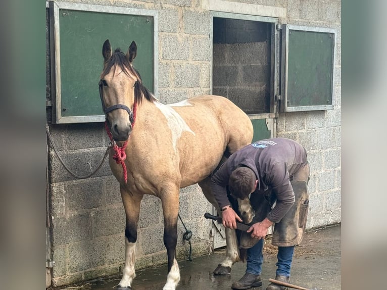 Caballo de deporte irlandés Caballo castrado 4 años 148 cm Bayo in Down