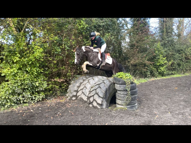 Caballo de deporte irlandés Caballo castrado 4 años 148 cm Pío in Mountrath, Co. Laois