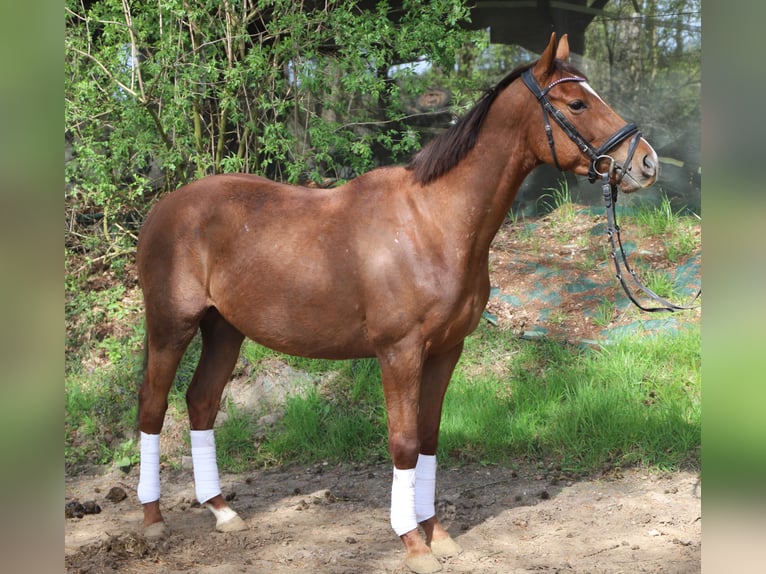 Caballo de deporte irlandés Mestizo Caballo castrado 4 años 150 cm Alazán in Uelsen