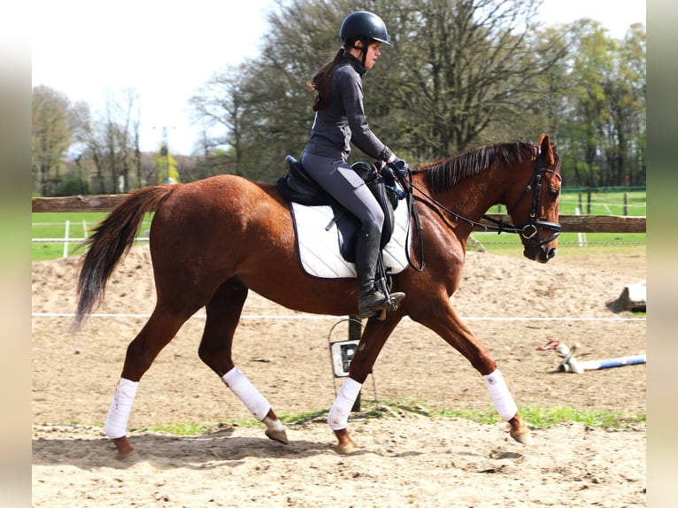 Caballo de deporte irlandés Mestizo Caballo castrado 4 años 150 cm Alazán in Uelsen
