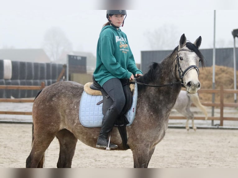 Caballo de deporte irlandés Caballo castrado 4 años 152 cm Tordo in Bogaarden