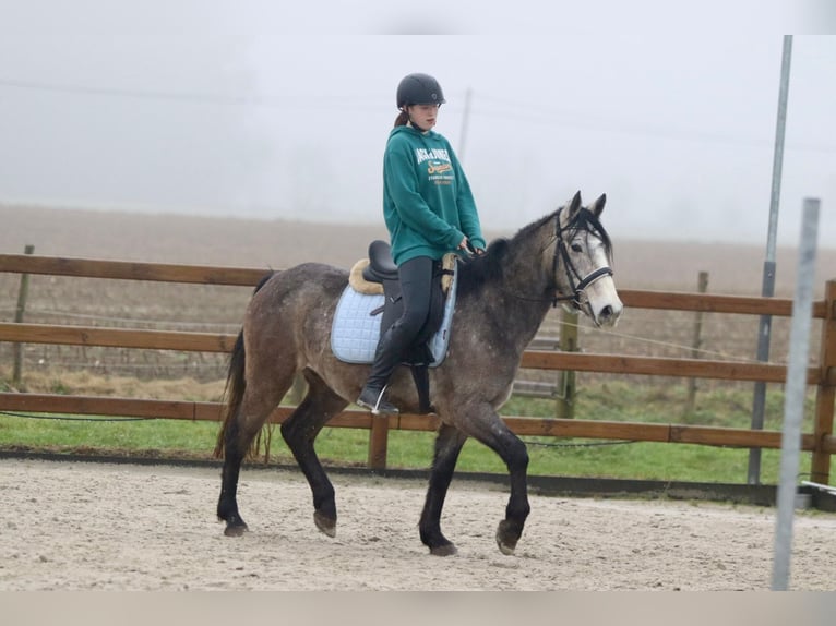 Caballo de deporte irlandés Caballo castrado 4 años 152 cm Tordo in Bogaarden