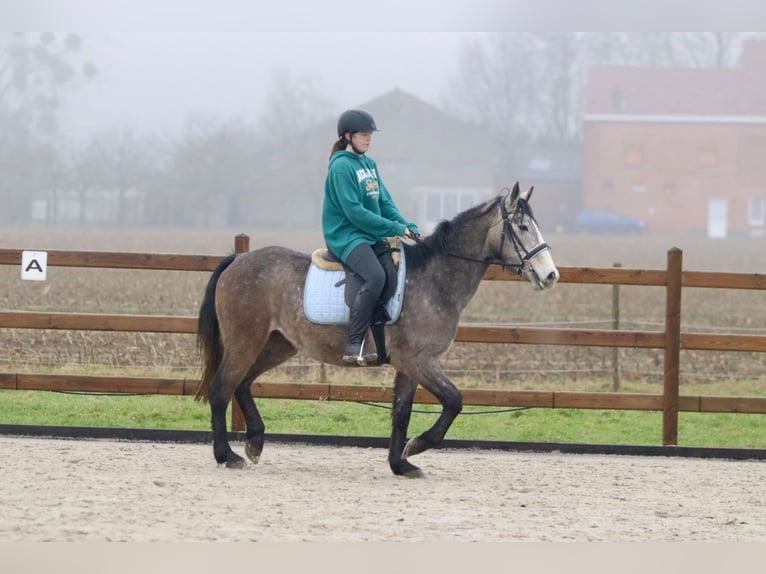 Caballo de deporte irlandés Caballo castrado 4 años 152 cm Tordo in Bogaarden