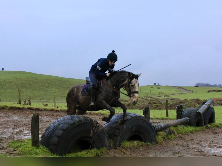 Caballo de deporte irlandés Caballo castrado 4 años 152 cm Tordo in Bogaarden