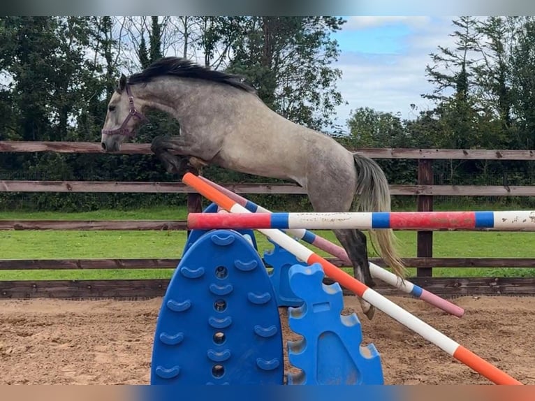 Caballo de deporte irlandés Mestizo Caballo castrado 4 años 152 cm Tordo in Newry