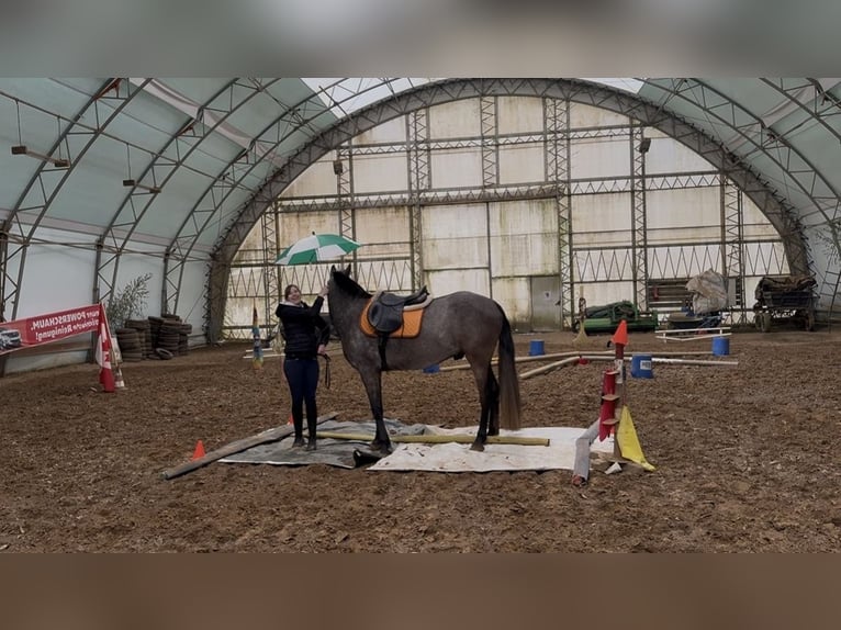 Caballo de deporte irlandés Mestizo Caballo castrado 4 años 155 cm Musgo in Beucha