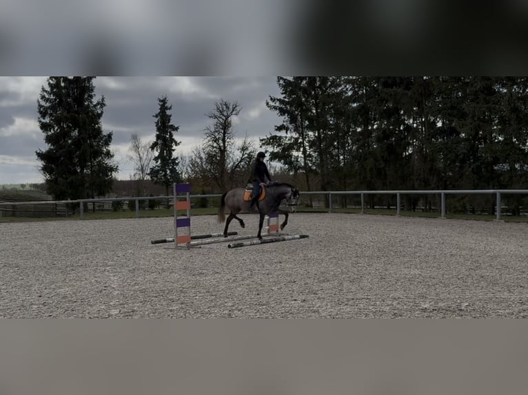 Caballo de deporte irlandés Mestizo Caballo castrado 4 años 155 cm Musgo in Beucha