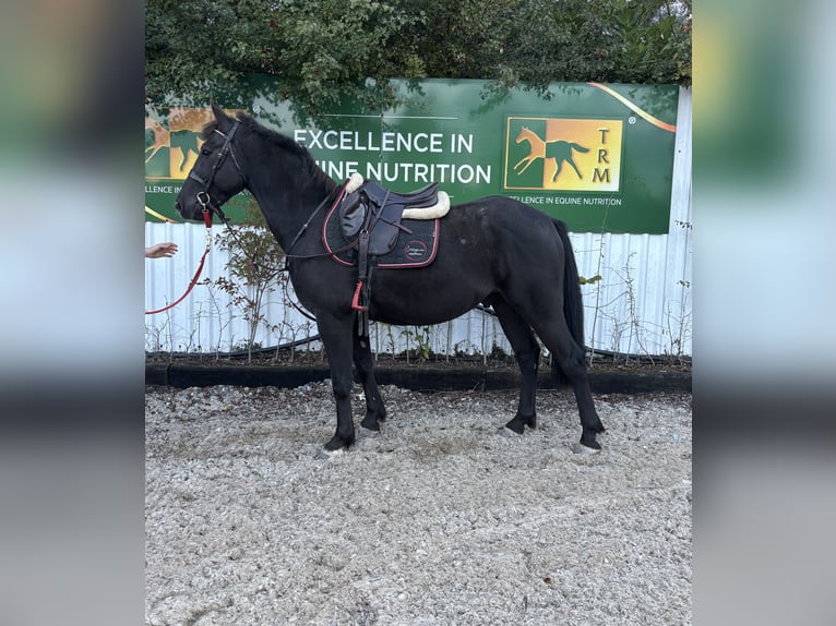 Caballo de deporte irlandés Caballo castrado 4 años 155 cm Negro in Laois