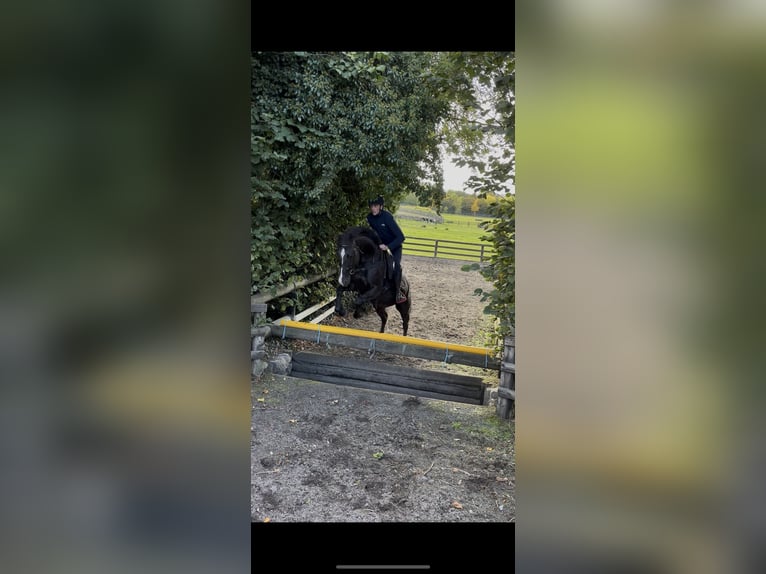 Caballo de deporte irlandés Caballo castrado 4 años 155 cm Negro in Laois