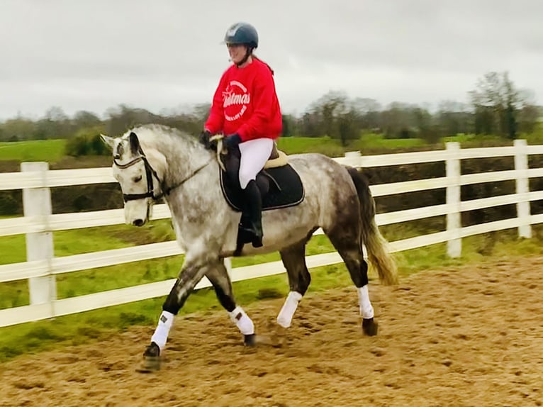 Caballo de deporte irlandés Caballo castrado 4 años 155 cm Tordo in Mountrath