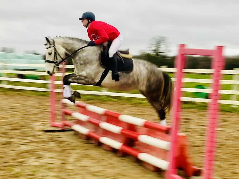 Caballo de deporte irlandés Caballo castrado 4 años 155 cm Tordo in Mountrath