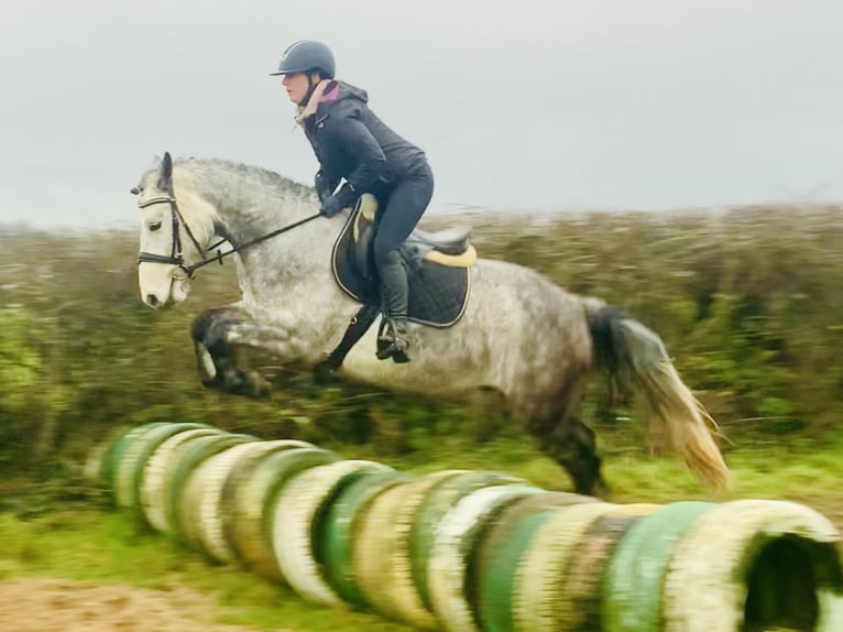 Caballo de deporte irlandés Caballo castrado 4 años 155 cm Tordo in Mountrath