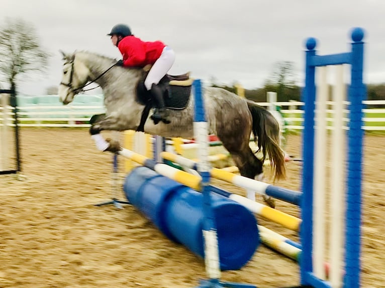 Caballo de deporte irlandés Caballo castrado 4 años 155 cm Tordo in Mountrath