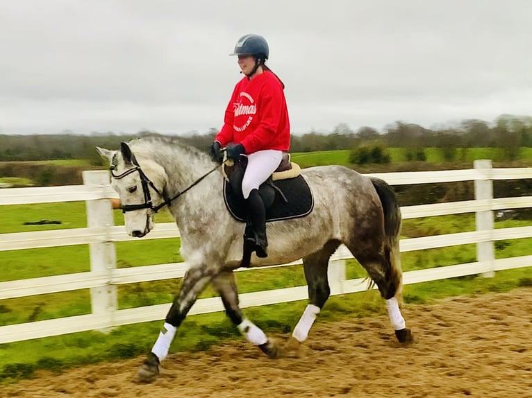 Caballo de deporte irlandés Caballo castrado 4 años 155 cm Tordo in Mountrath