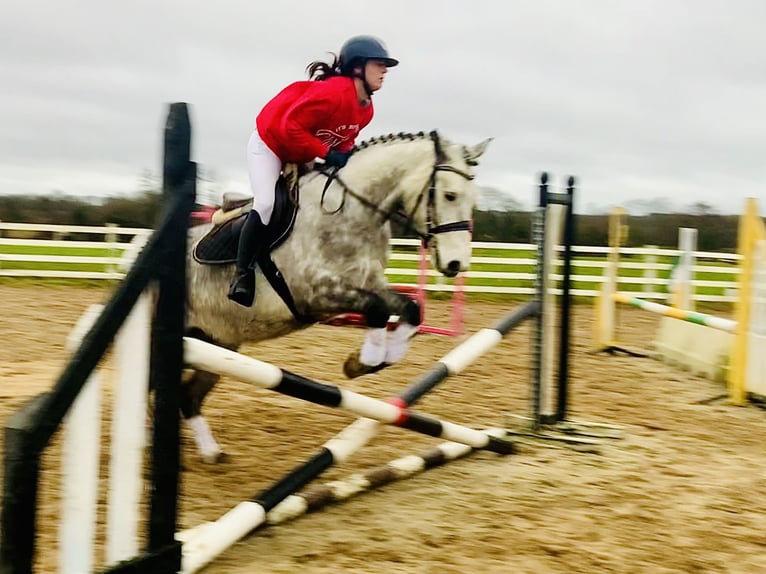 Caballo de deporte irlandés Caballo castrado 4 años 155 cm Tordo in Mountrath