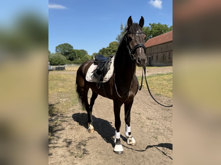 Caballo de deporte irlandés Caballo castrado 4 años 156 cm Negro in Trebbin