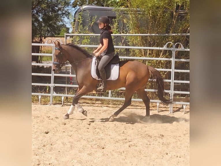 Caballo de deporte irlandés Caballo castrado 4 años 158 cm Castaño in Lage