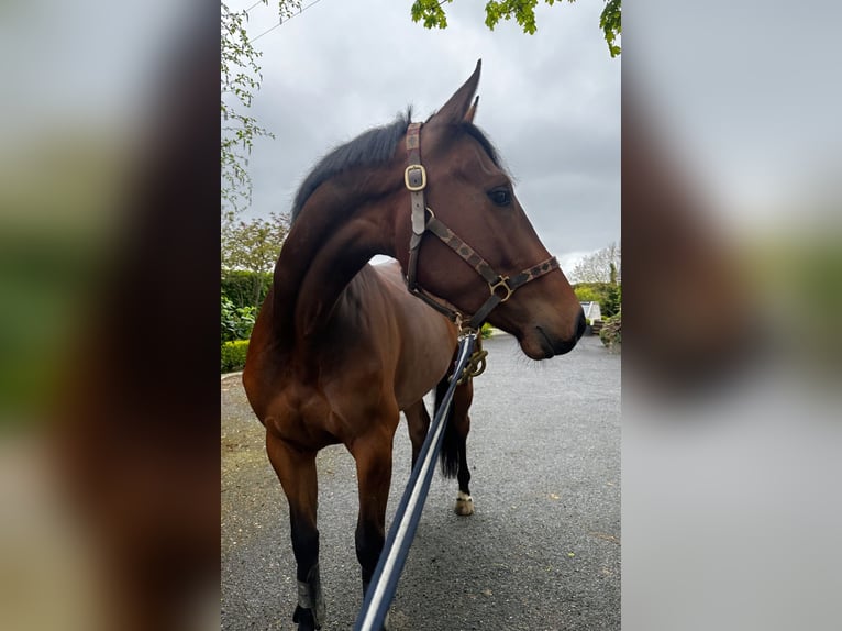 Caballo de deporte irlandés Caballo castrado 4 años 158 cm Castaño rojizo in Newry