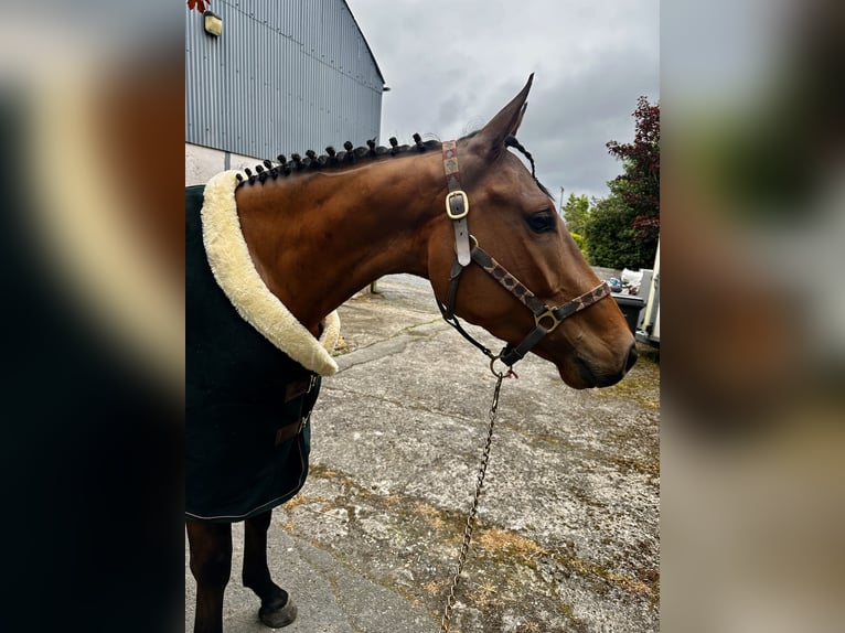 Caballo de deporte irlandés Caballo castrado 4 años 158 cm Castaño rojizo in Newry