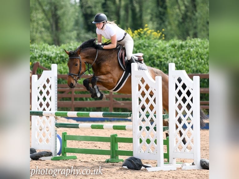 Caballo de deporte irlandés Caballo castrado 4 años 158 cm Castaño rojizo in Newry