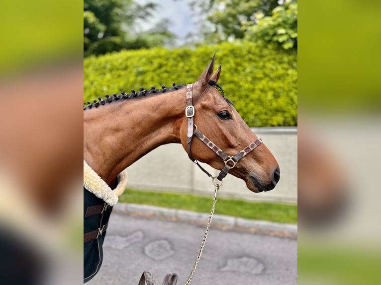 Caballo de deporte irlandés Caballo castrado 4 años 158 cm Castaño rojizo in Newry