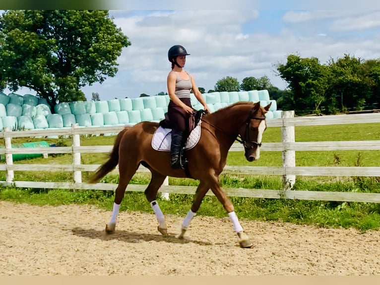 Caballo de deporte irlandés Caballo castrado 4 años 160 cm Alazán in Mountrath