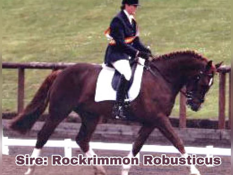 Caballo de deporte irlandés Caballo castrado 4 años 160 cm Alazán in Mountrath