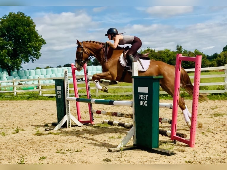 Caballo de deporte irlandés Caballo castrado 4 años 160 cm Alazán in Mountrath