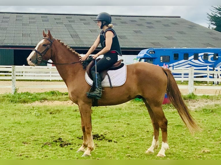 Caballo de deporte irlandés Caballo castrado 4 años 160 cm Alazán in Mountrath