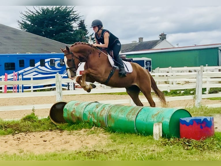 Caballo de deporte irlandés Caballo castrado 4 años 160 cm Alazán in Mountrath