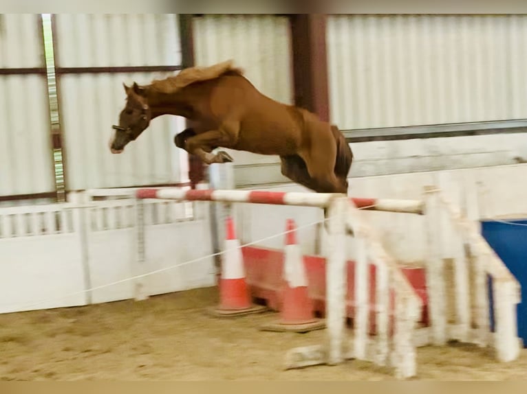 Caballo de deporte irlandés Caballo castrado 4 años 160 cm Alazán in Mountrath