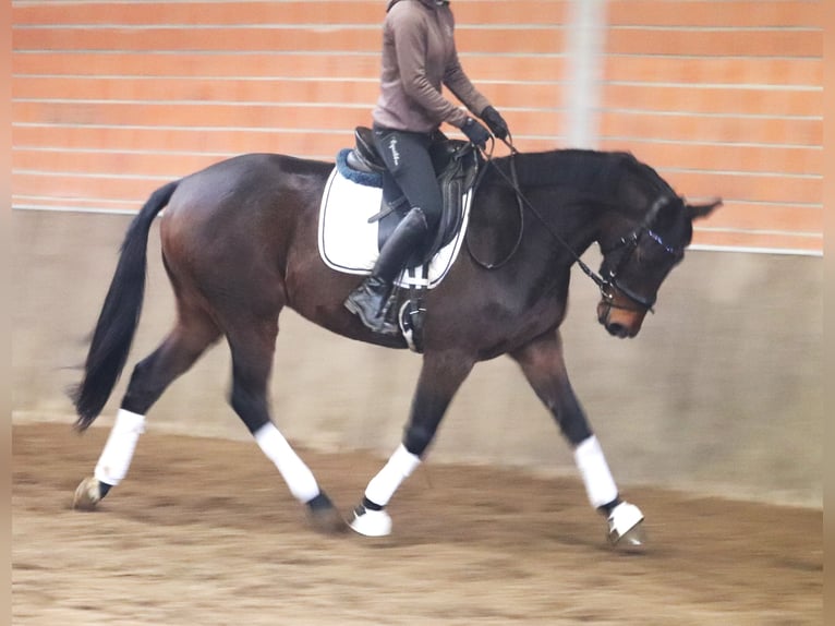 Caballo de deporte irlandés Mestizo Caballo castrado 4 años 160 cm Castaño in uelsen