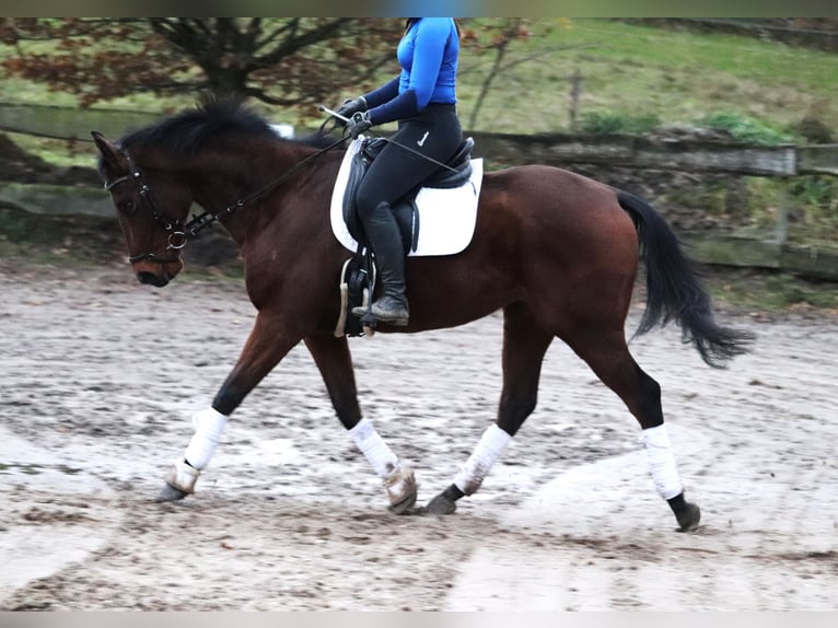 Caballo de deporte irlandés Caballo castrado 4 años 160 cm Castaño in uelsen