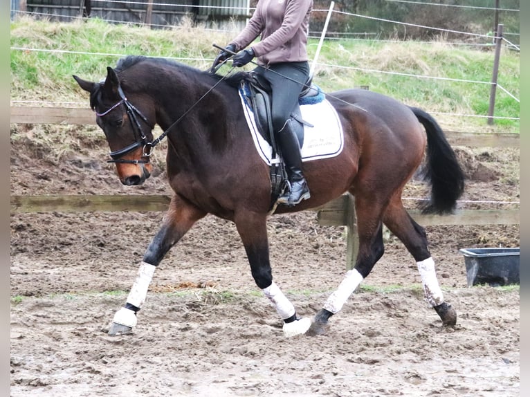 Caballo de deporte irlandés Mestizo Caballo castrado 4 años 160 cm Castaño in uelsen