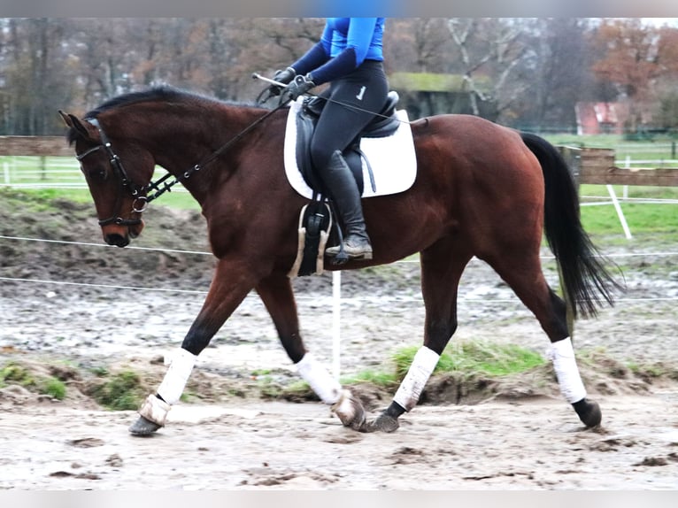 Caballo de deporte irlandés Caballo castrado 4 años 160 cm Castaño in uelsen