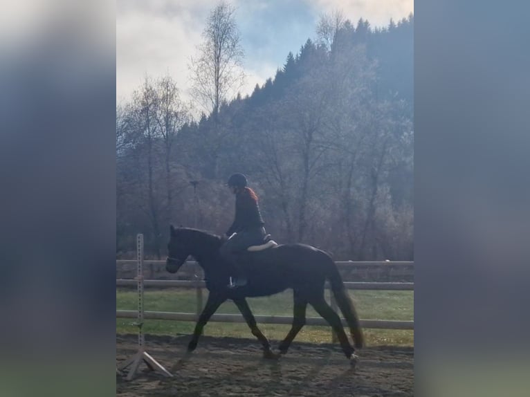 Caballo de deporte irlandés Caballo castrado 4 años 160 cm Castaño oscuro in Gummern