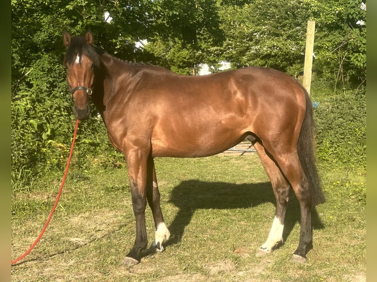 Caballo de deporte irlandés Caballo castrado 4 años 160 cm Castaño rojizo in Galway
