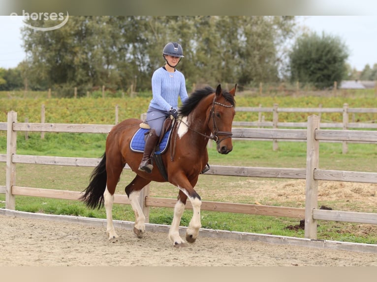 Caballo de deporte irlandés Caballo castrado 4 años 160 cm Pío in Pepingen